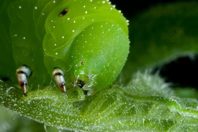 closeup of a tobacco hornworm eating caterpillar tongue