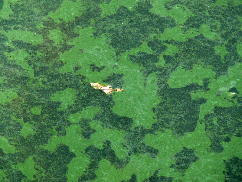 accumulation of blue-green algae living fossils