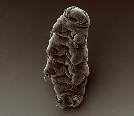 Tardigrades: The Animals That Defy Nature