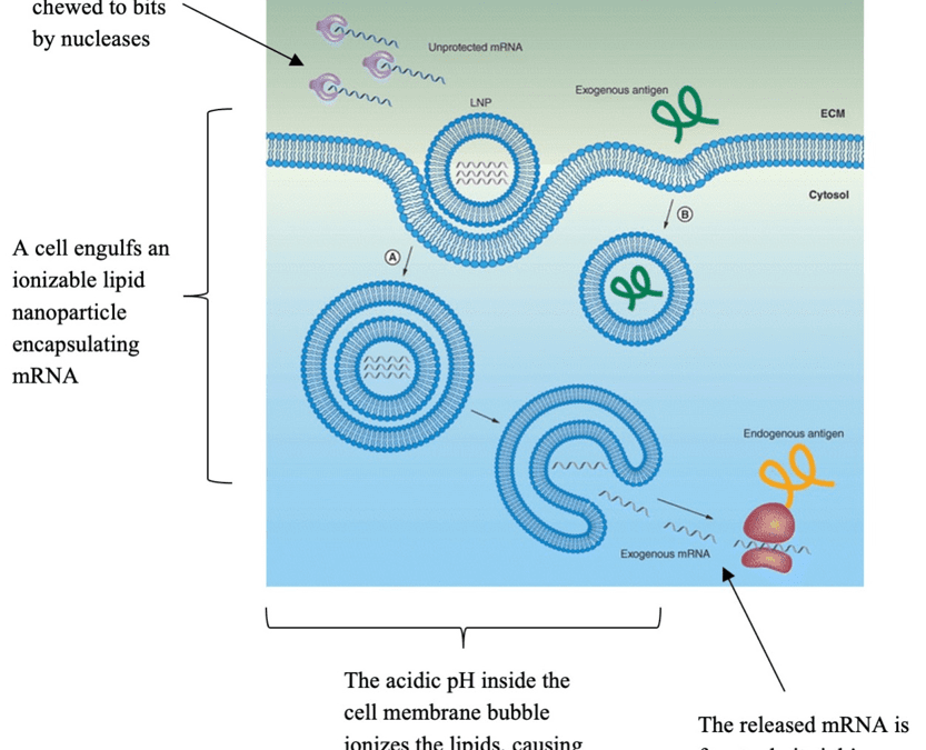 How mRNA Opens the Cell Door—the Janitor Holds the Key