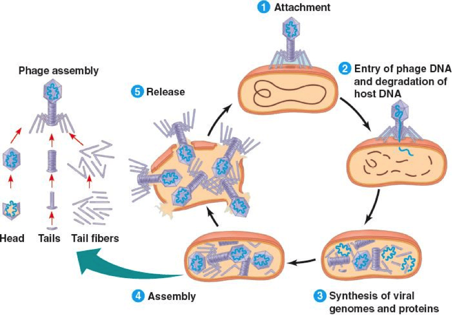 antibiotic resistant bacteria