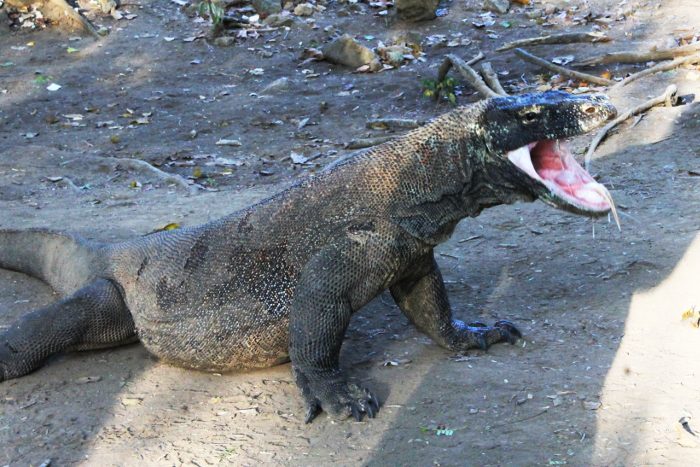 komodo dragon largest last lizard earth