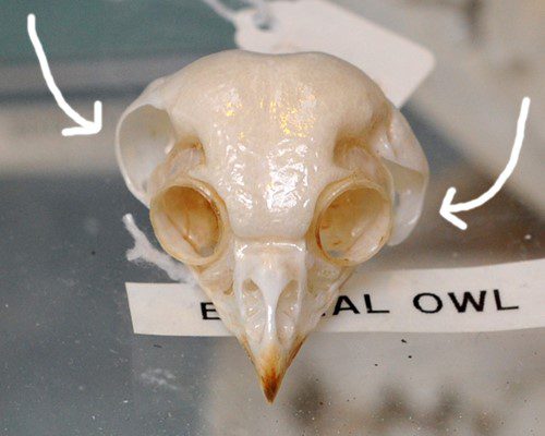 brain illusions science cocktail owl skull