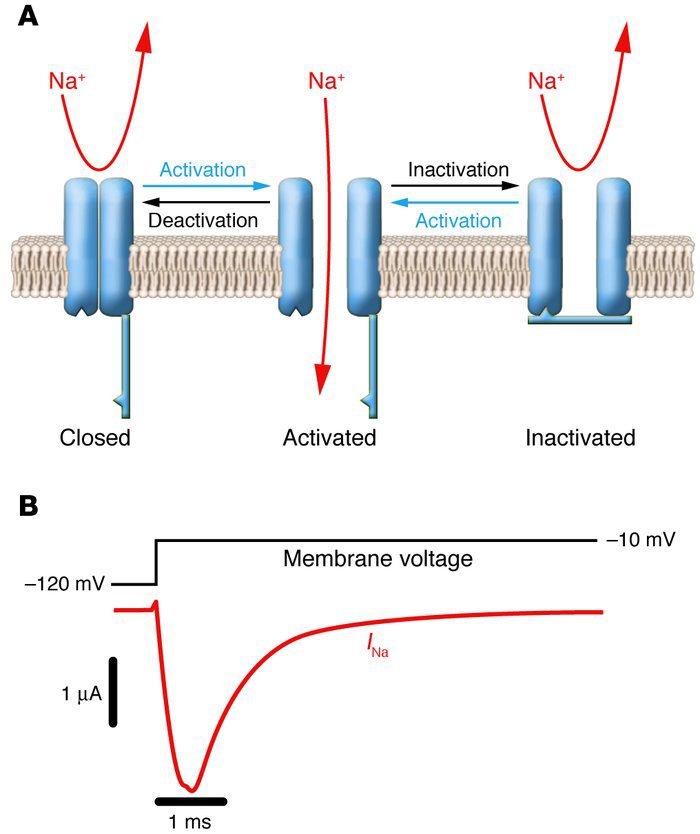 Optogenetics: Lighting Up the Brain