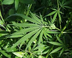 Marijuana plant image
