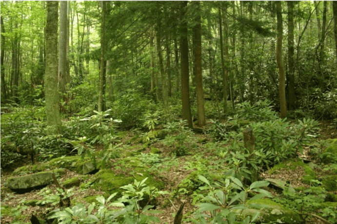 How Climate Change Affects Our Forests