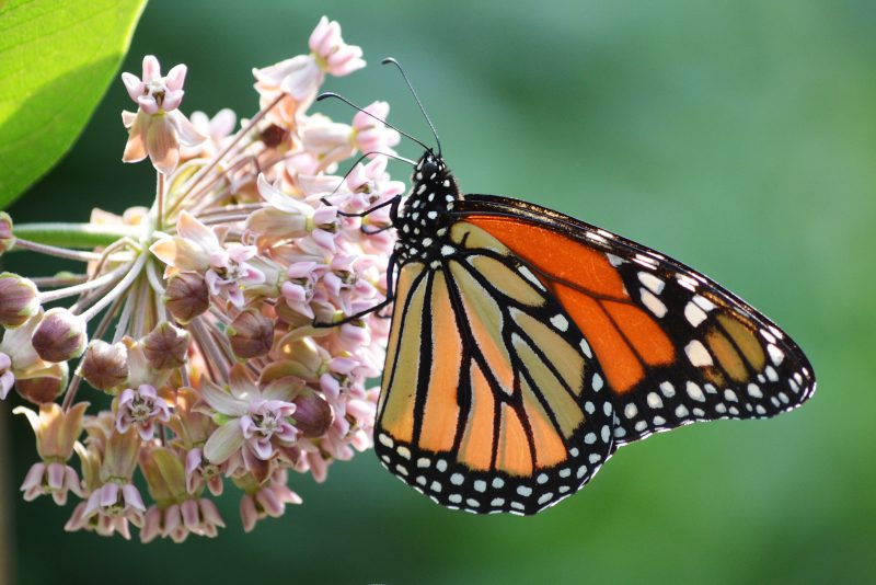 Monarch on commonmilkweed