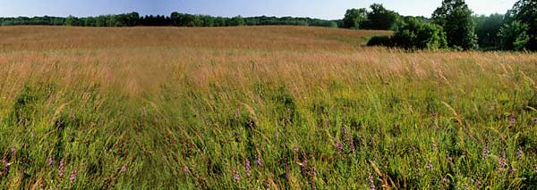 prairie grassland