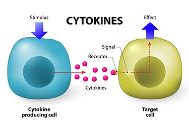 Cancer Immunotherapy: Living Drugs and Immune Catalysts