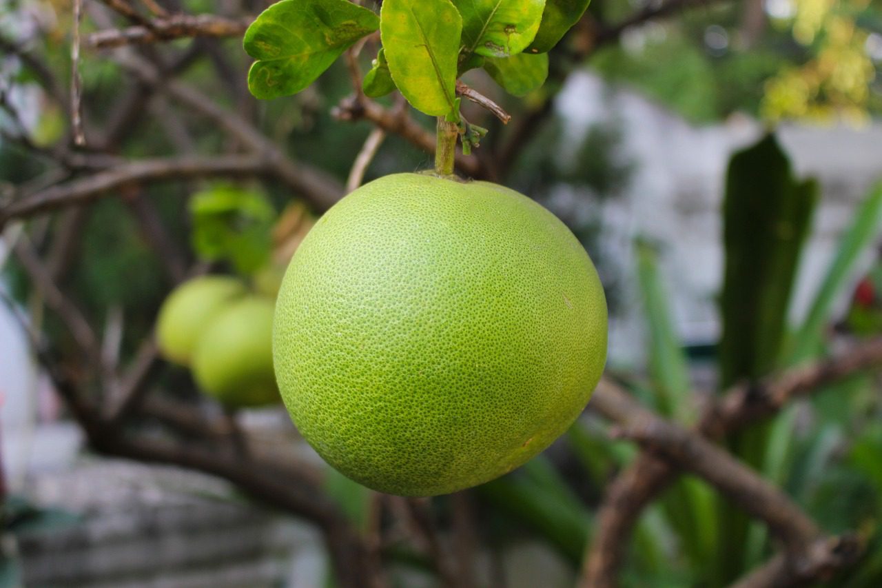 grapefruit effect Pomelo Fruit Citrus Fresh Healthy Tropical