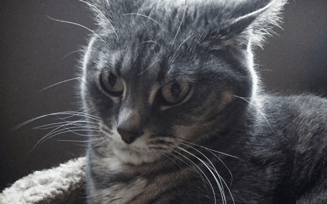 Does Sprinkles McFluffington have Resting Cat Face?