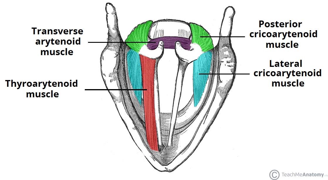 Tiny Folds, Big Sounds: The Physiology of Singing