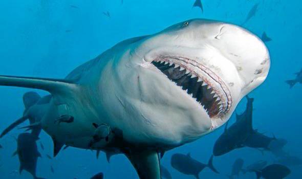 Four bull sharks were tagged and released in the Richmond River at Ballina on Thursday 23 February 2017.