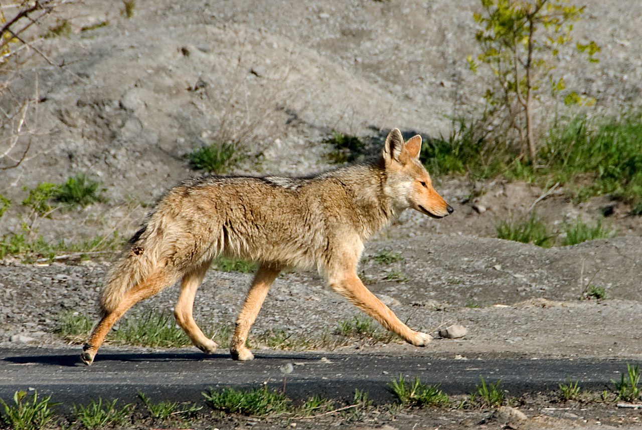 coyote walking forest biodiversity ecosystem