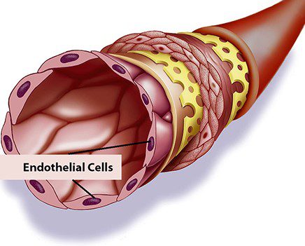 The Endothelium: The Reason Why Heart Disease is So Bad For Your Health
