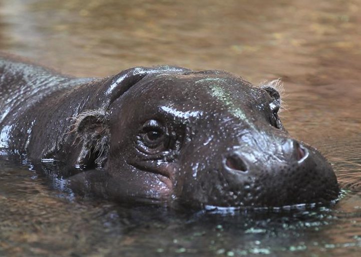 feature_pygmyhippopotamus