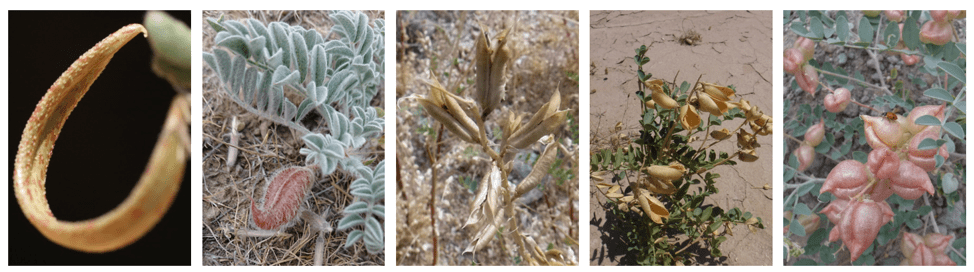 Road Trip for Soil: Examining How Bacteria Influence Locoweed Distributions