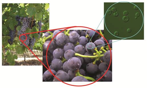 yeast powder on wild grapes science of wine