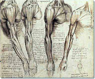 Finding Art in Human Anatomy