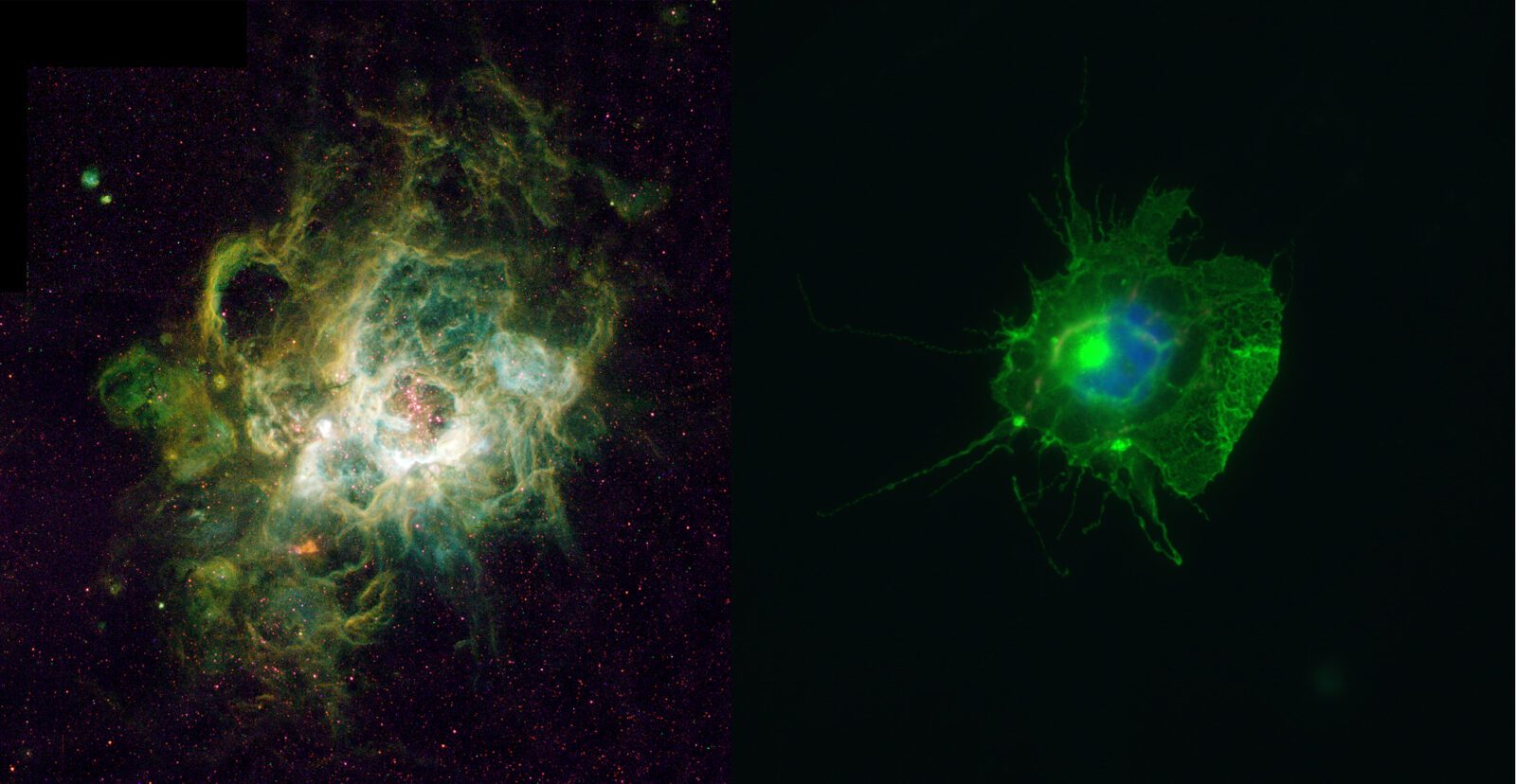 cos cell nebula illinois science blog