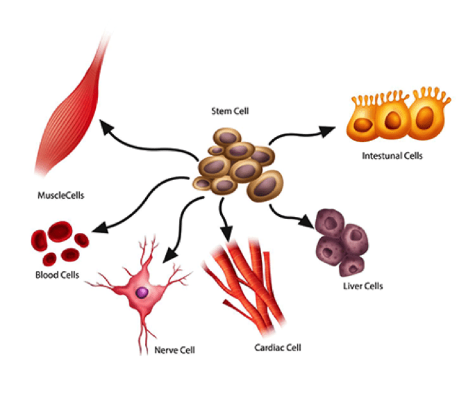 cell differentation