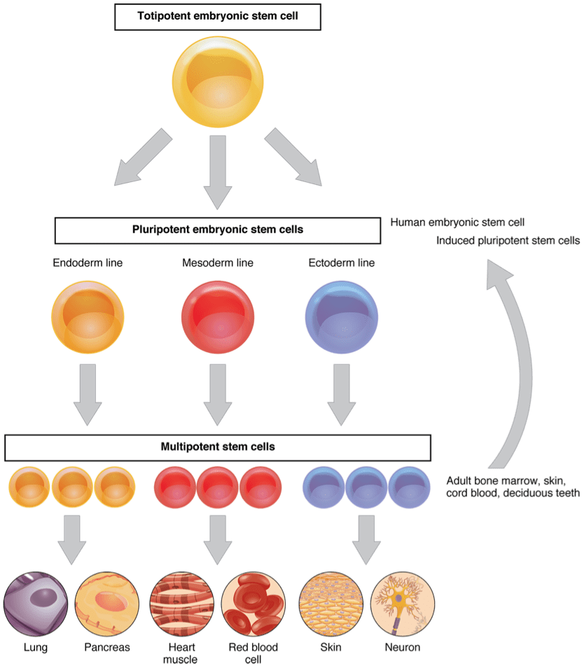 cell differentation