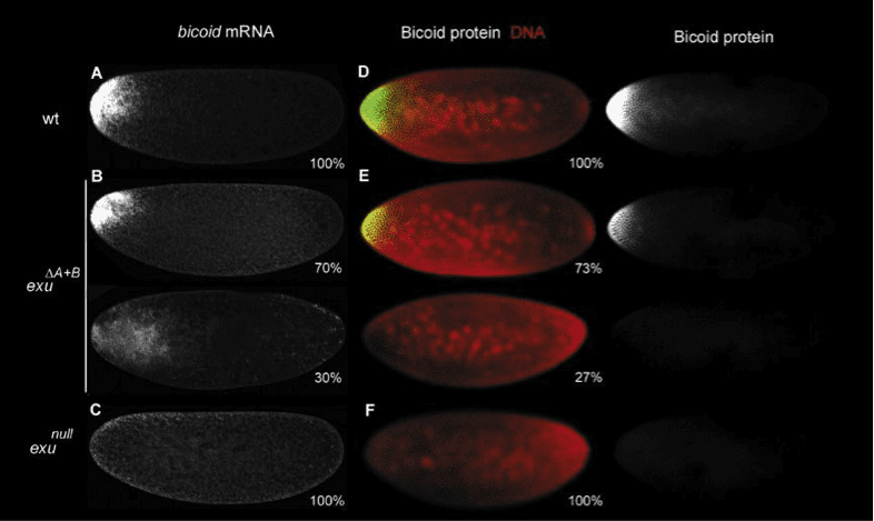 cell differentation