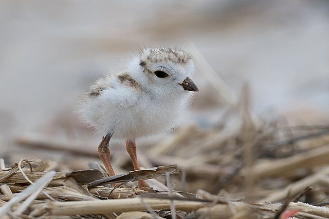 piping plovers conservation action
