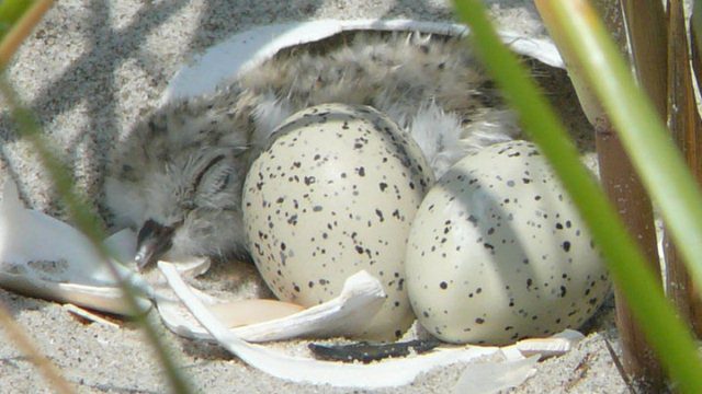 piping plovers eggs hatching