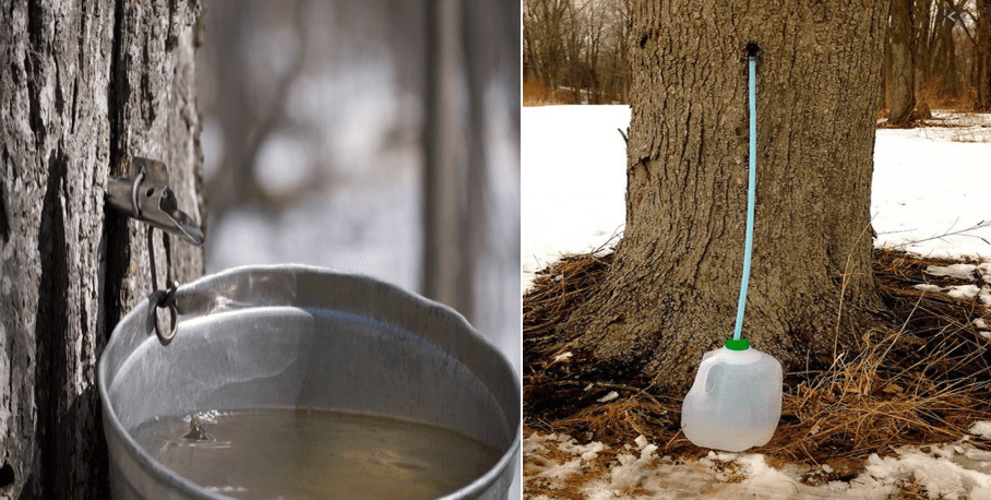 A Sticky Situation: The Science of Making Maple Syrup