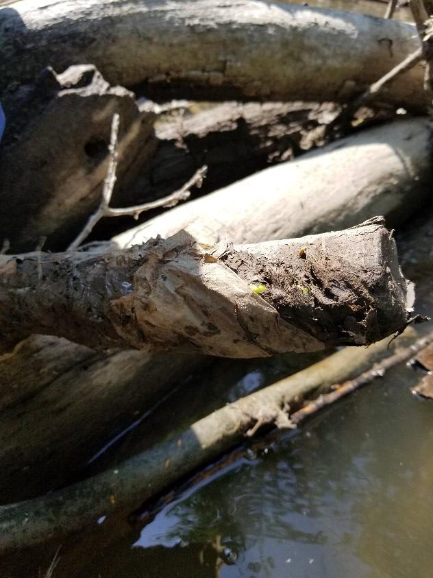 Chicago river trash