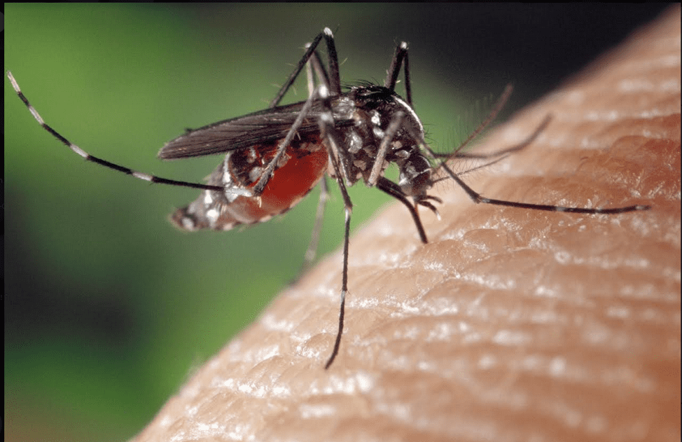 How Climate Change Fuels the Spread of Mosquito-Borne Diseases