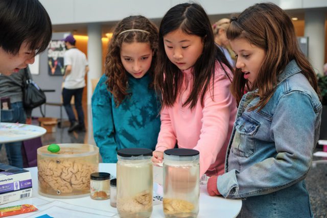 Three young girls standing at a table looking at containers with brains