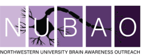 Northwestern University Brain Awareness Outreach (NUBAO) logo