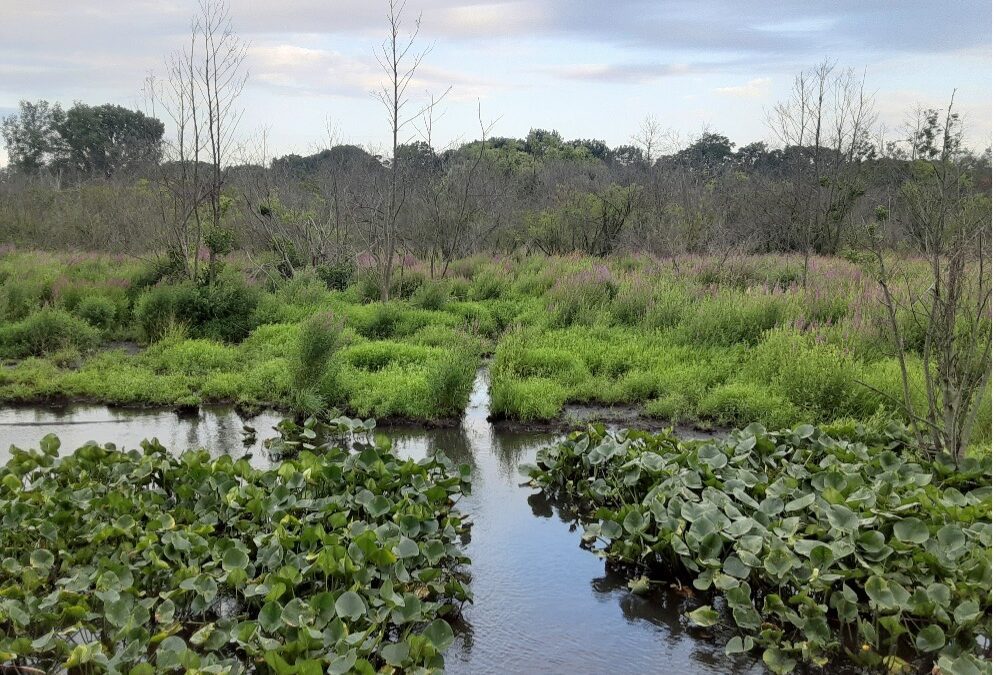 “Our Once and Future Wetlands: My Experience as The Artist-In-Residence with The Wetlands Initiative”