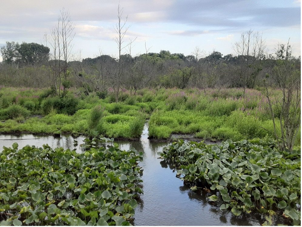 Photo of lush green marsh area with many plants and water plants