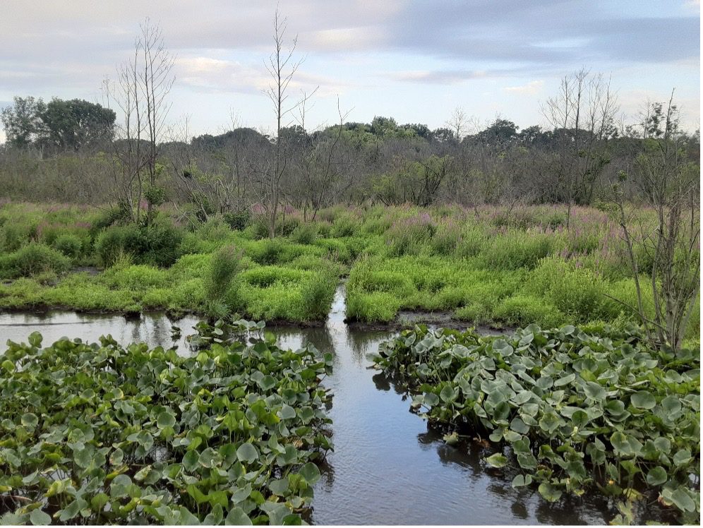 “Our Once and Future Wetlands: My Experience as The Artist-In-Residence with The Wetlands Initiative”