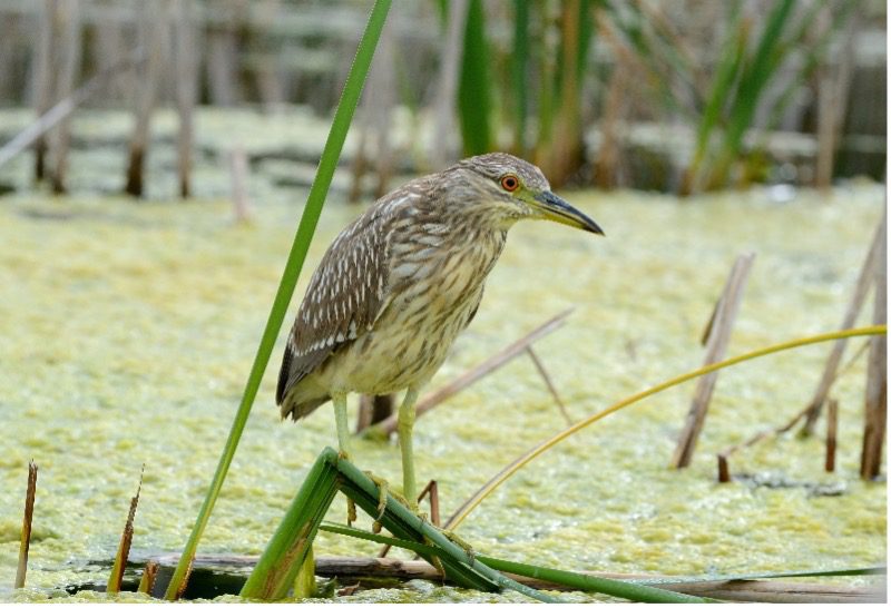 Photo of a Juvenile Black-Crowned Night-Heron bird resting on a reed above green marsh water