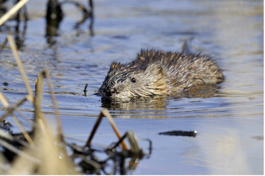 Photo of Muskrat swimming in water with reeds